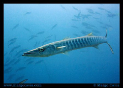 Barracuda in Australia. Shot with Canon 400D Rebel XTi wi... by Margo Cavis 